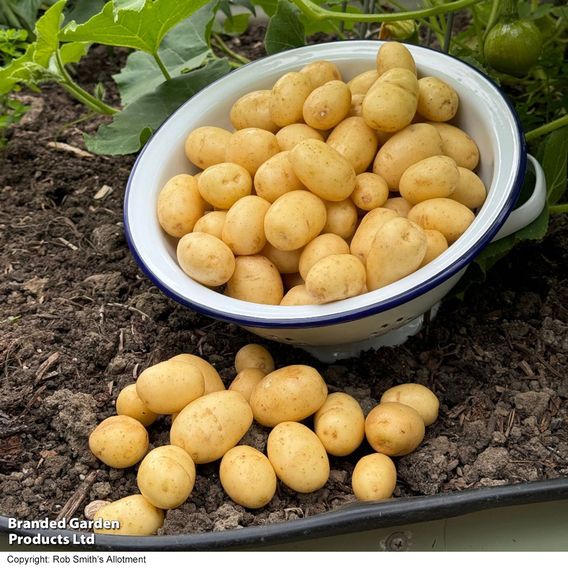 Potato 'Jacky' Suttons Growing Collection