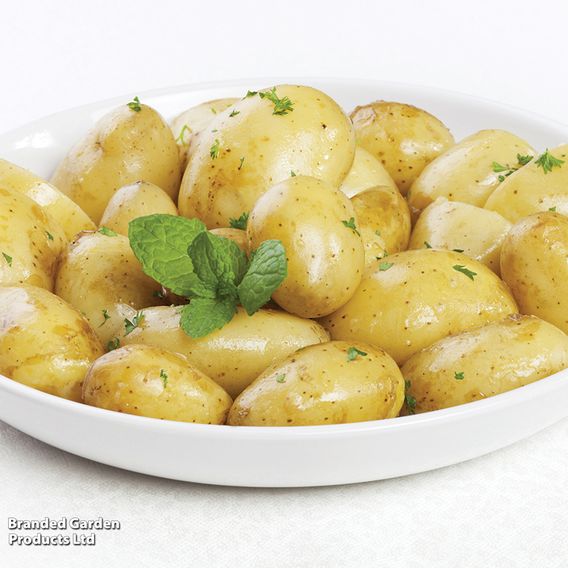 Potato 'Jazzy' (Second Cropping)