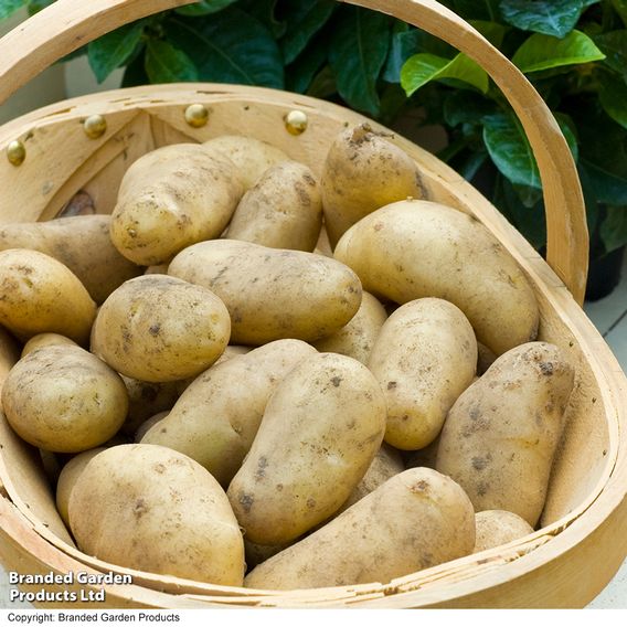 Potato 'Jazzy' (Second Cropping)
