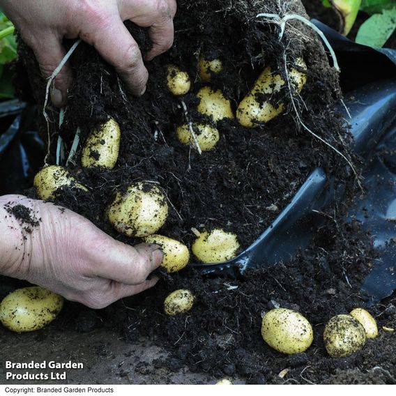 Potato 'Jazzy' (Second Cropping)