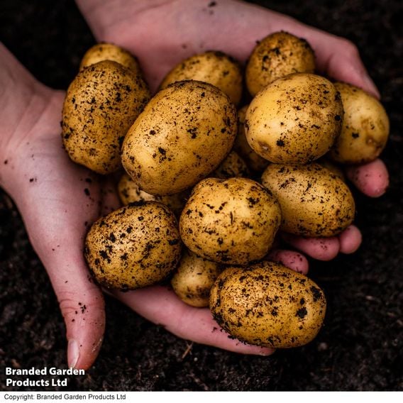 Potato 'Maris Piper' Suttons Growing Kit