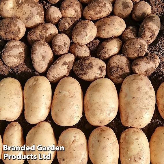 Potato Blight Tolerant Collection