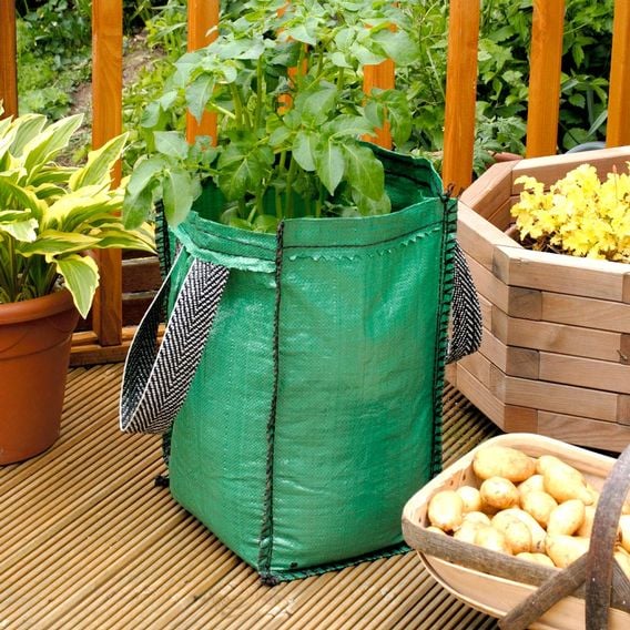 Potato 'Charlotte' (Second Cropping) Growing Kit
