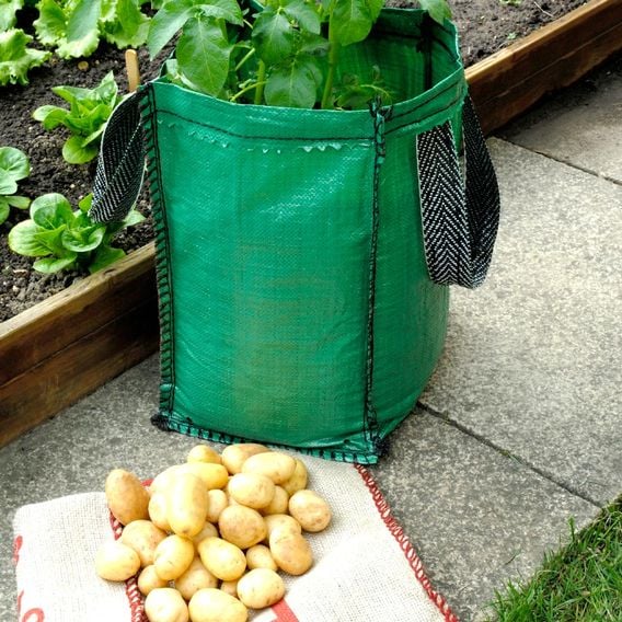 Potato 'Charlotte' (Second Cropping) Growing Kit