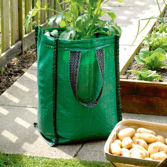 Potato 'Charlotte' (Second Cropping) Growing Kit
