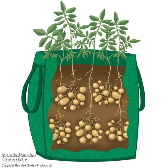 Potato 'Maris Piper' Suttons Growing Kit