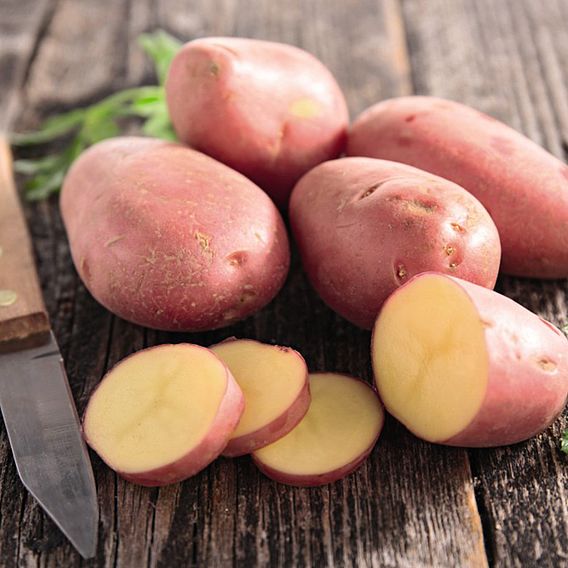 Potato Sarpo Mira Suttons