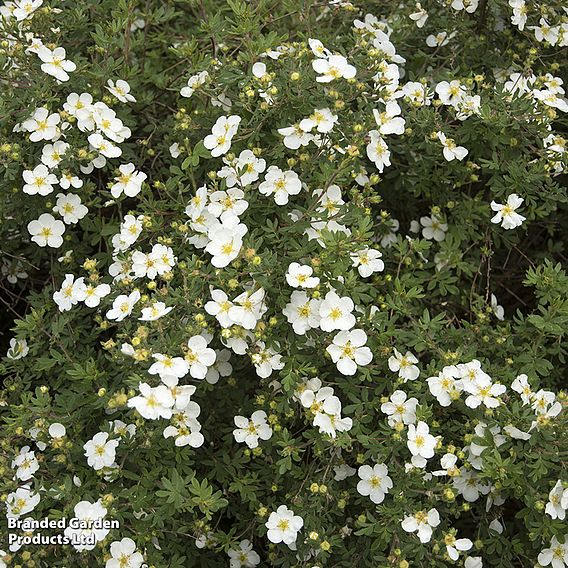 Potentilla fruticosa 'Abbotswood' (Hedging)