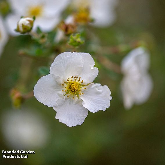 Potentilla fruticosa 'Abbotswood' (Hedging)