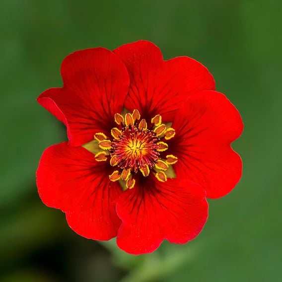 Potentilla atrosanguinea