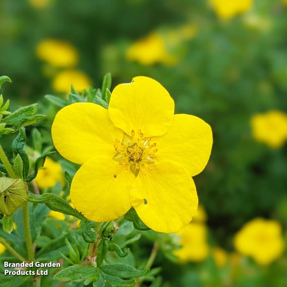 Potentilla aurea