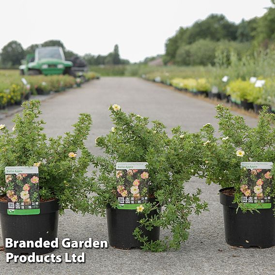 Potentilla fruticosa 'Bella Apple'