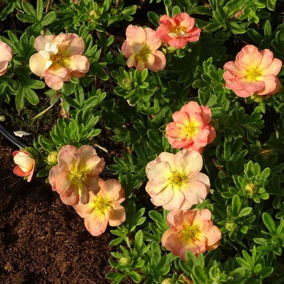 Potentilla fruticosa 'Bella Apple'