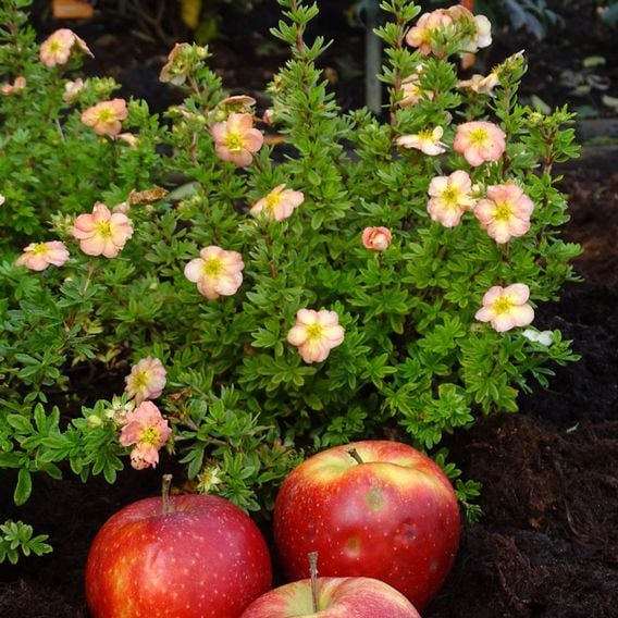 Potentilla fruticosa 'Bella Apple'