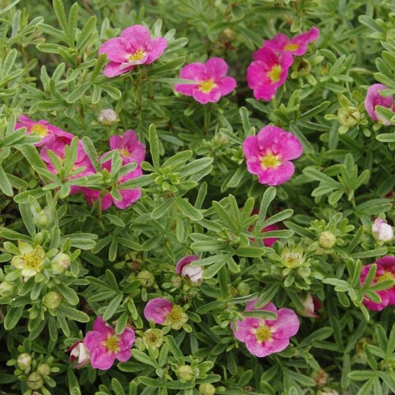 Potentilla fruticosa 'Hachliss Bellissima'