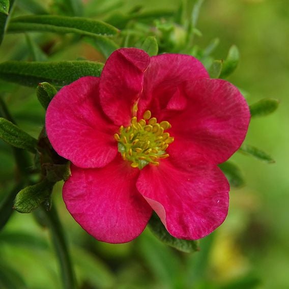 Potentilla fruticosa 'Hachliss Bellissima'