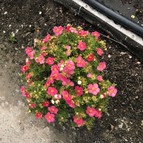 Potentilla fruticosa 'Hachliss Bellissima'