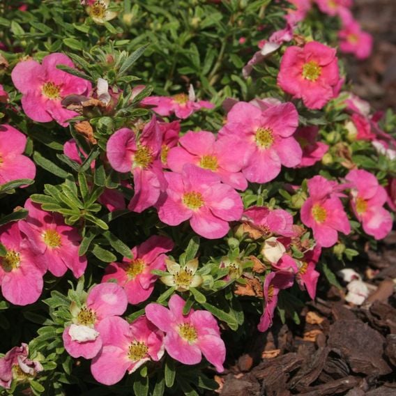 Potentilla fruticosa 'Hachliss Bellissima'