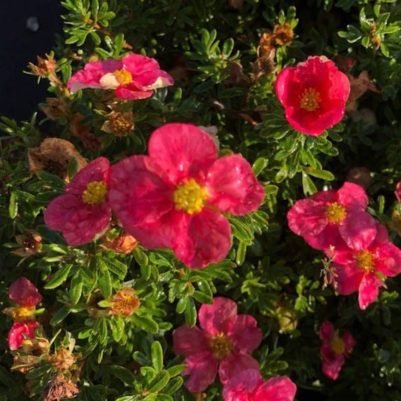 Potentilla fruticosa 'Hachliss Bellissima'