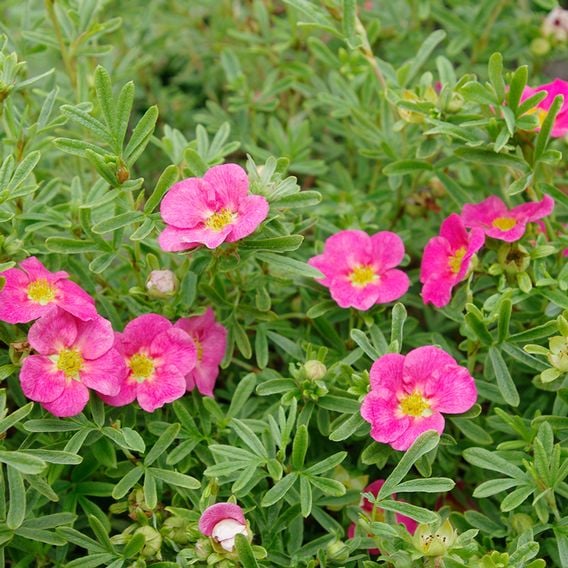 Potentilla fruticosa 'Bella Rosa'
