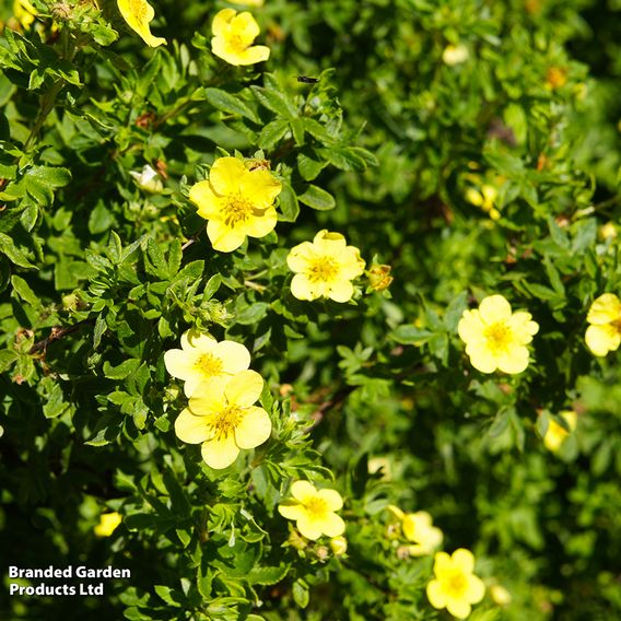 Potentilla fruticosa 'Goldfinger' (Hedging)