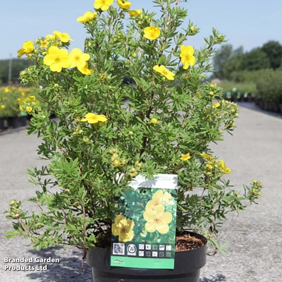 Potentilla fruticosa 'Goldfinger' (Hedging)