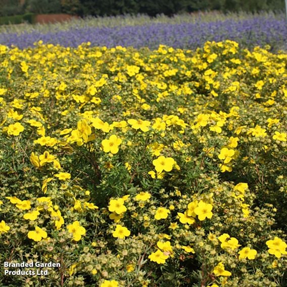 Potentilla fruticosa 'Goldfinger' (Hedging)
