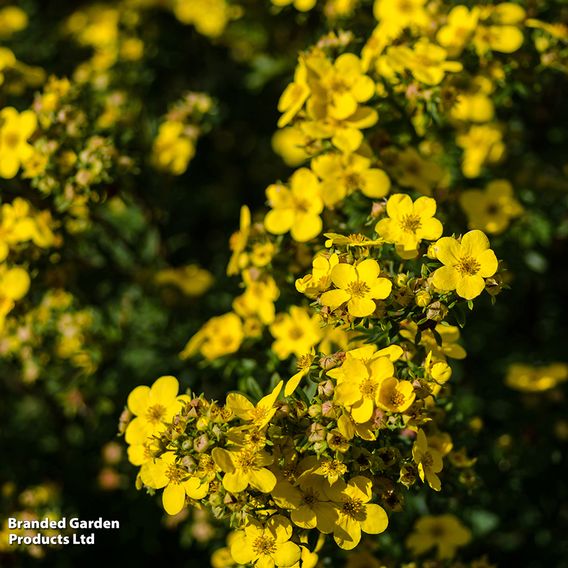 Potentilla fruticosa 'Kobold'