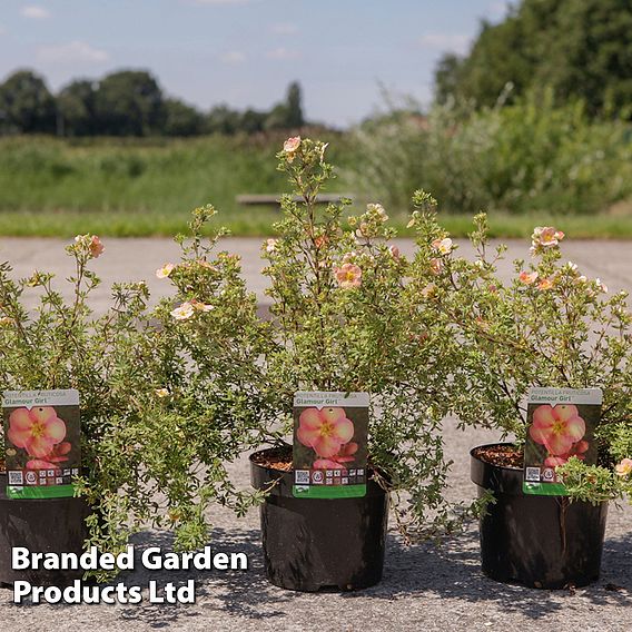 Potentilla fruticosa 'Glamour Girl'