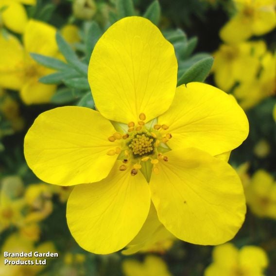 Potentilla fruticosa 'Goldfinger' (Hedging)