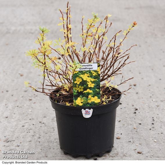 Potentilla fruticosa 'Goldfinger' (Hedging)