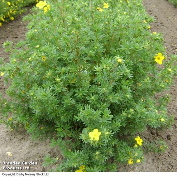 Potentilla fruticosa 'Goldfinger' (Hedging)