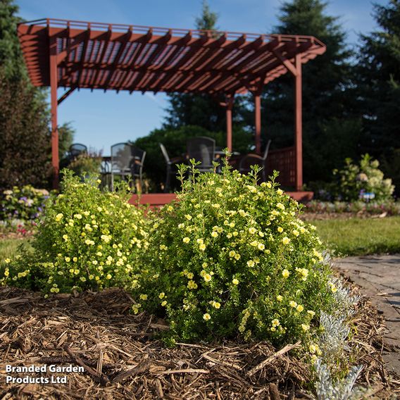 Potentilla fruticosa 'First Editions® Lemon Meringue'