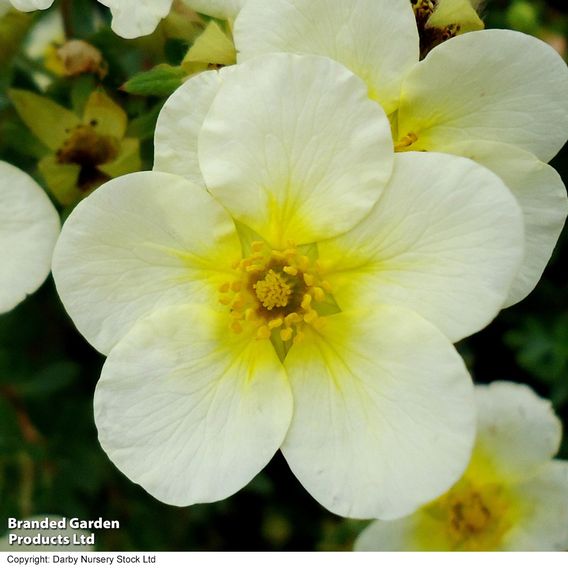 Potentilla fruticosa 'Limelight'