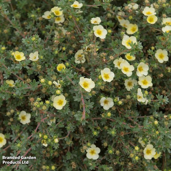 Potentilla fruticosa 'Limelight'