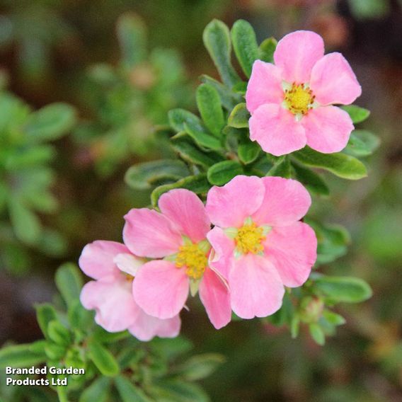 Potentilla fruticosa 'Lovely Pink'