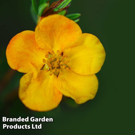 Potentilla fruticosa 'Mango Tango'