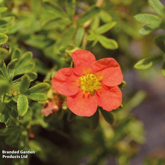 Potentilla fruticosa 'Marian Red Robin'