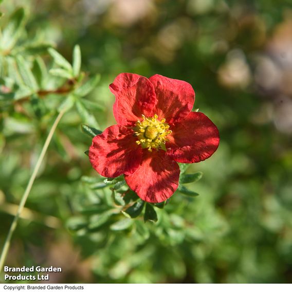 Potentilla fruticosa 'Marian Red Robin'