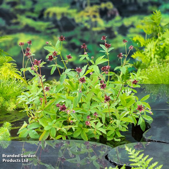 Potentilla palustris (Marginal Aquatic)
