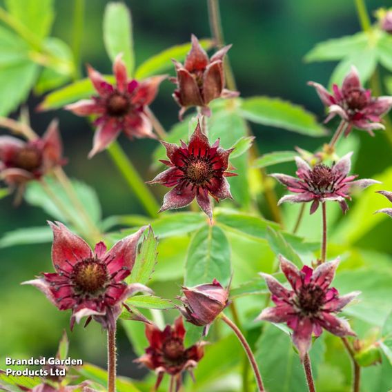 Potentilla palustris (Marginal Aquatic)