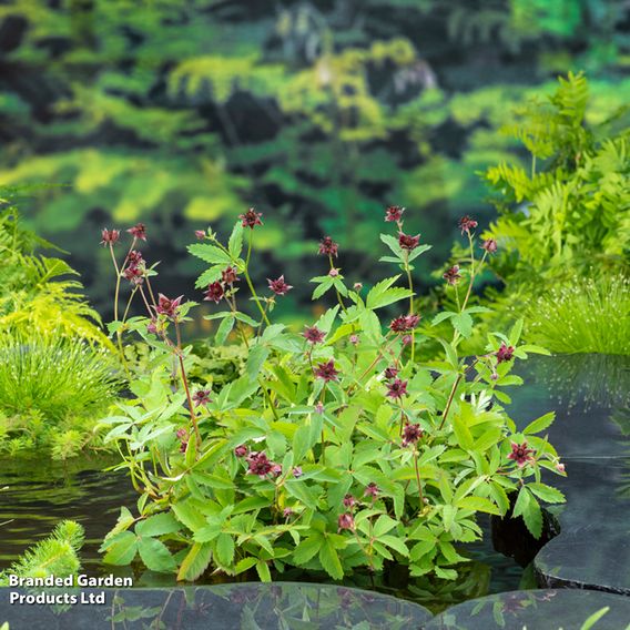 Potentilla palustris (Marginal Aquatic)
