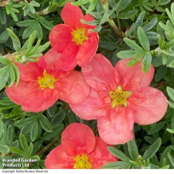 Potentilla fruticosa 'Red'issima'