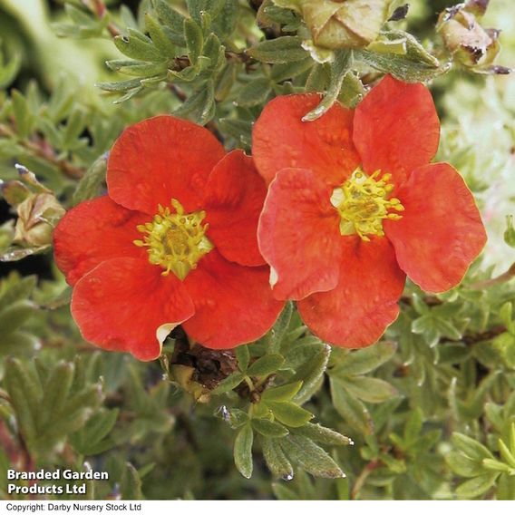 Potentilla fruticosa 'Marian Red Robin'