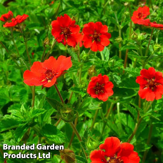 Potentilla atrosanguinea var. argyrophylla 'Scarlet Starlit'