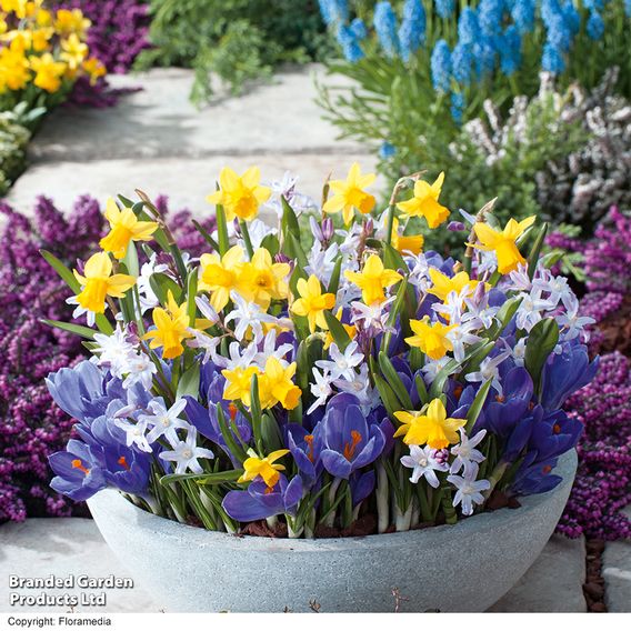Pots of Colour Bulb Mix