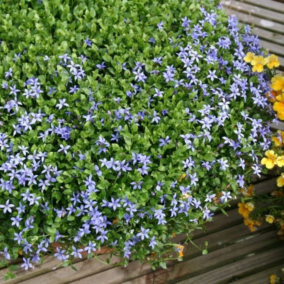 Pratia pedunculata