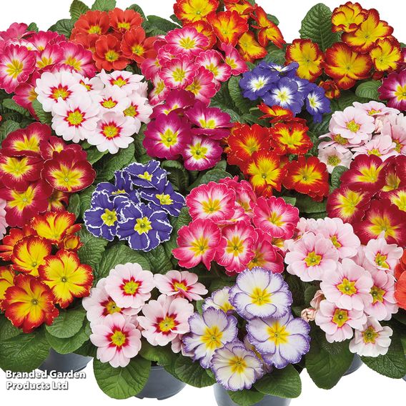 Primrose 'Arizona Bicolor' (Pre-Planted)
