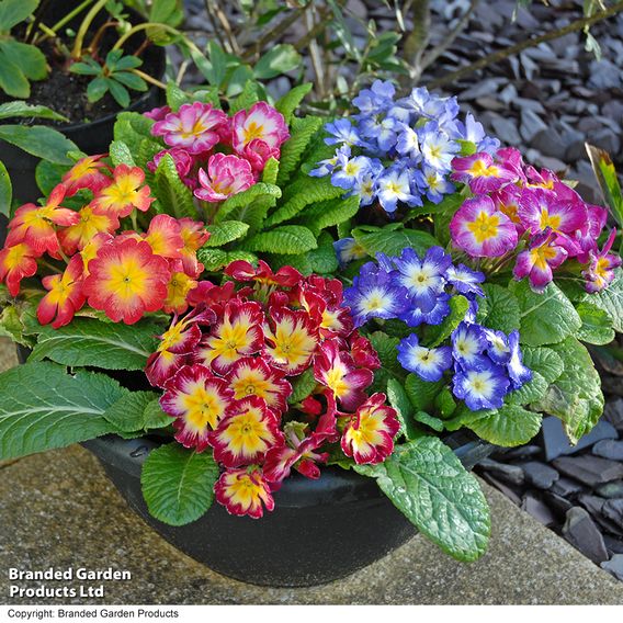 Primrose 'Arizona Bicolor' (Pre-Planted)