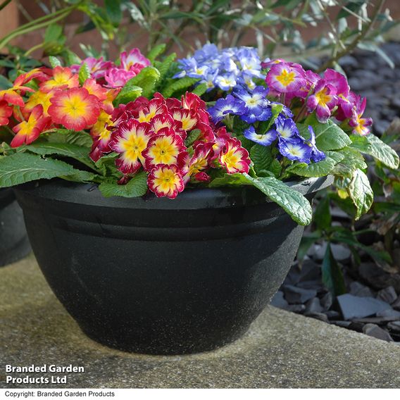 Primrose 'Arizona Bicolor' (Pre-Planted)